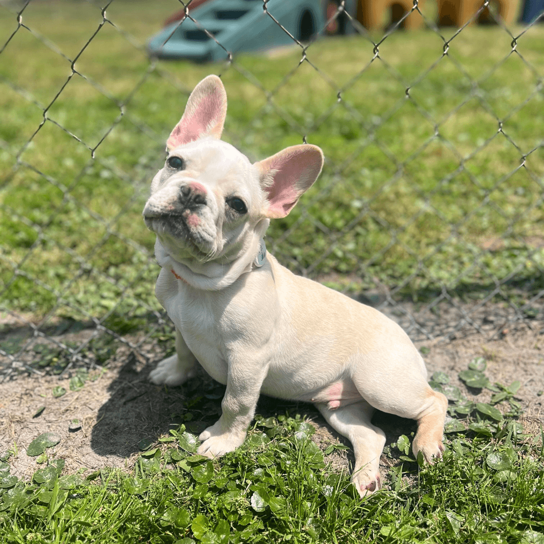 Photo of a yellow French Bulldog sitting down on his right hip in the grass, looking up at the camera.